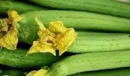 上海网红吃瓜群,揭秘都市圈层中的娱乐风向标